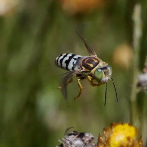 Bembix sp. (genus) at Acton, ACT - 13 Feb 2019