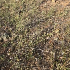 Chondrilla juncea (Skeleton Weed) at Dunlop, ACT - 16 Feb 2019 by MervynAston