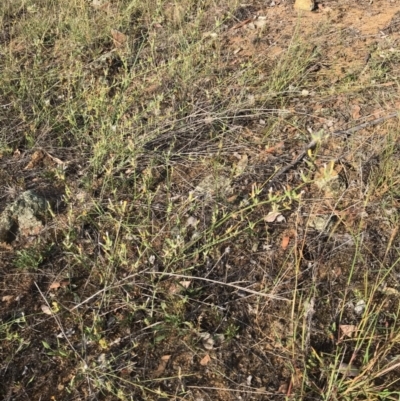 Chondrilla juncea (Skeleton Weed) at The Pinnacle - 16 Feb 2019 by MervynAston