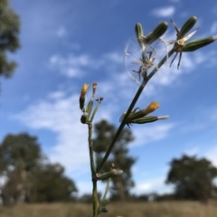 Chondrilla juncea at Dunlop, ACT - 16 Feb 2019