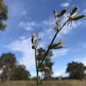 Chondrilla juncea at Dunlop, ACT - 16 Feb 2019