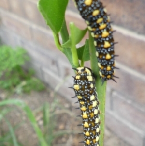 Papilio anactus at Wanniassa, ACT - 17 Feb 2019