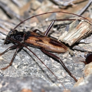 Phoracantha tricuspis at Rosedale, NSW - 14 Feb 2019 09:20 PM