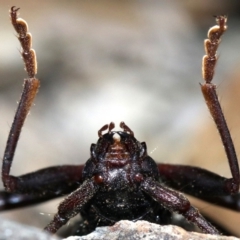 Phoracantha tricuspis at Rosedale, NSW - 14 Feb 2019