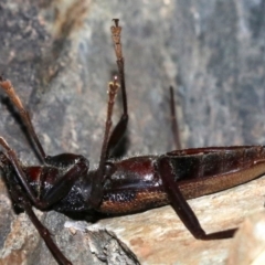 Phoracantha tricuspis at Rosedale, NSW - 14 Feb 2019 09:20 PM