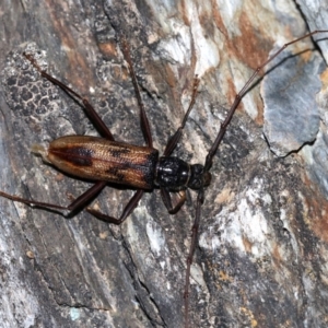 Phoracantha tricuspis at Rosedale, NSW - 14 Feb 2019 09:20 PM