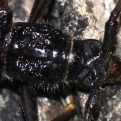 Phoracantha tricuspis at Rosedale, NSW - 14 Feb 2019 09:20 PM