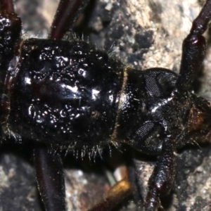 Phoracantha tricuspis at Rosedale, NSW - 14 Feb 2019