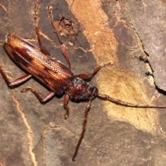 Phoracantha synonyma (Longhorn beetle) at Rosedale, NSW - 14 Feb 2019 by jb2602
