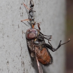 Myrmecia sp., pilosula-group (Jack jumper) at Acton, ACT - 16 Feb 2019 by TimL