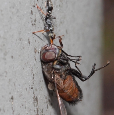 Myrmecia sp., pilosula-group (Jack jumper) at Acton, ACT - 16 Feb 2019 by TimL