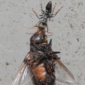 Myrmecia sp., pilosula-group at Acton, ACT - 16 Feb 2019 12:36 PM