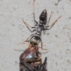 Myrmecia sp., pilosula-group at Acton, ACT - 16 Feb 2019 12:36 PM