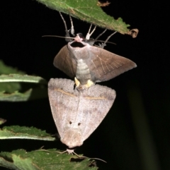 Pantydia capistrata (An Erebid moth) at Rosedale, NSW - 14 Feb 2019 by jbromilow50