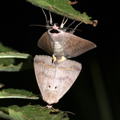 Pantydia capistrata (An Erebid moth) at Rosedale, NSW - 14 Feb 2019 by jb2602