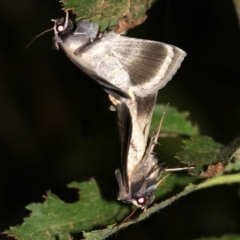 Pantydia capistrata at Rosedale, NSW - 14 Feb 2019 09:39 PM