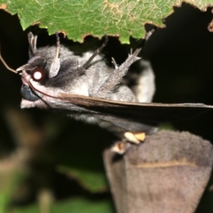 Pantydia capistrata at Rosedale, NSW - 14 Feb 2019 09:39 PM