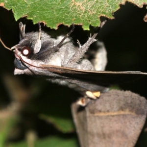 Pantydia capistrata at Rosedale, NSW - 14 Feb 2019 09:39 PM