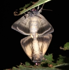 Pantydia capistrata at Rosedale, NSW - 14 Feb 2019 09:39 PM