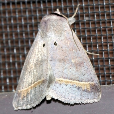 Pantydia capistrata (An Erebid moth) at Rosedale, NSW - 14 Feb 2019 by jb2602