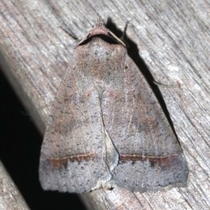 Pantydia capistrata at Rosedale, NSW - 14 Feb 2019 10:01 PM