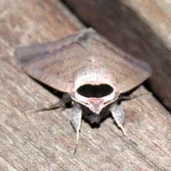 Pantydia capistrata at Rosedale, NSW - 14 Feb 2019 10:01 PM