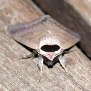 Pantydia capistrata at Rosedale, NSW - 14 Feb 2019