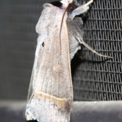 Pantydia capistrata at Rosedale, NSW - 14 Feb 2019 10:01 PM