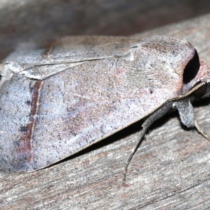 Pantydia capistrata at Rosedale, NSW - 14 Feb 2019 10:01 PM