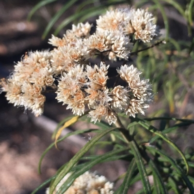 Cassinia longifolia (Shiny Cassinia, Cauliflower Bush) at Burra, NSW - 16 Feb 2019 by Safarigirl