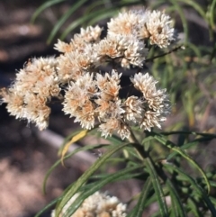 Cassinia longifolia (Shiny Cassinia, Cauliflower Bush) at Burra, NSW - 16 Feb 2019 by Safarigirl
