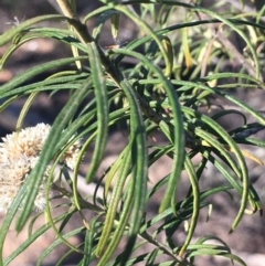 Cassinia longifolia at Burra, NSW - 17 Feb 2019