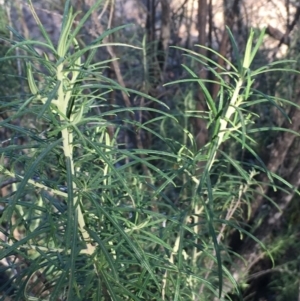 Cassinia longifolia at Burra, NSW - 17 Feb 2019