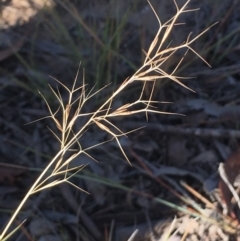 Aristida ramosa (Purple Wire Grass) at Burra, NSW - 16 Feb 2019 by Safarigirl