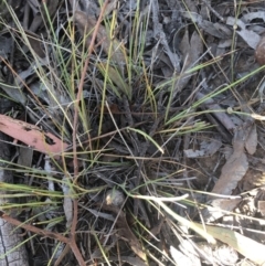 Aristida ramosa at Burra, NSW - 17 Feb 2019