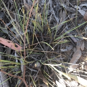 Aristida ramosa at Burra, NSW - 17 Feb 2019 09:01 AM