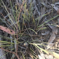Aristida ramosa at Burra, NSW - 17 Feb 2019