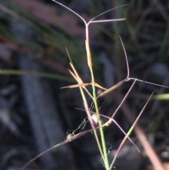 Aristida ramosa at Burra, NSW - 17 Feb 2019