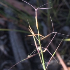 Aristida ramosa at Burra, NSW - 17 Feb 2019 09:01 AM