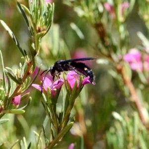 Laeviscolia frontalis at Harrison, ACT - 17 Feb 2019 05:40 PM