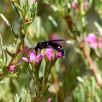 Laeviscolia frontalis (Two-spot hairy flower wasp) at Gungaderra Creek Ponds - 17 Feb 2019 by DPRees125