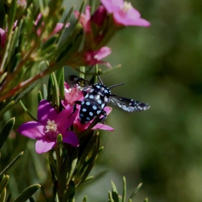 Thyreus caeruleopunctatus (Chequered cuckoo bee) at Gungaderra Creek Ponds - 17 Feb 2019 by DPRees125