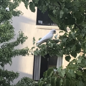 Cacatua sanguinea at Bruce, ACT - 17 Feb 2019