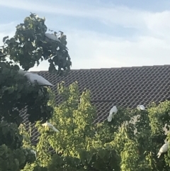 Cacatua sanguinea at Bruce, ACT - 17 Feb 2019