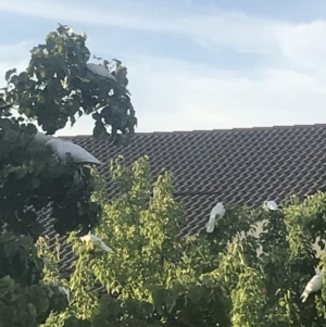 Cacatua sanguinea at Bruce, ACT - 17 Feb 2019