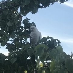 Cacatua sanguinea at Bruce, ACT - 17 Feb 2019