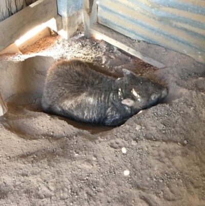 Vombatus ursinus (Common wombat, Bare-nosed Wombat) at QPRC LGA - 17 Feb 2019 by KL