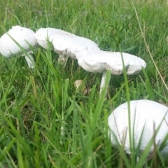 Macrolepiota dolichaula (Macrolepiota dolichaula) at Panboola - 17 Feb 2019 by RobynKesby