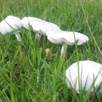 Macrolepiota dolichaula (Macrolepiota dolichaula) at Pambula, NSW - 17 Feb 2019 by RobynKesby