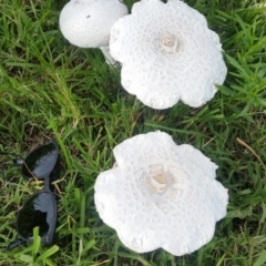 Macrolepiota dolichaula at Pambula, NSW - 17 Feb 2019 12:00 AM